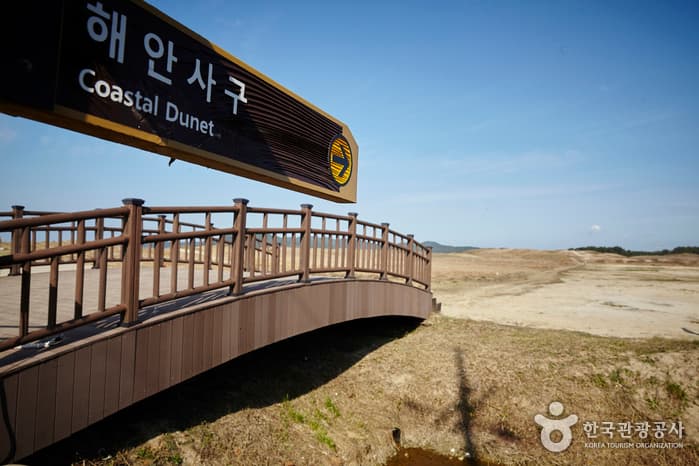 충남_태안_신두리 해안사구04