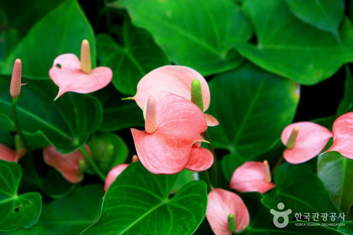 물향기수목원61