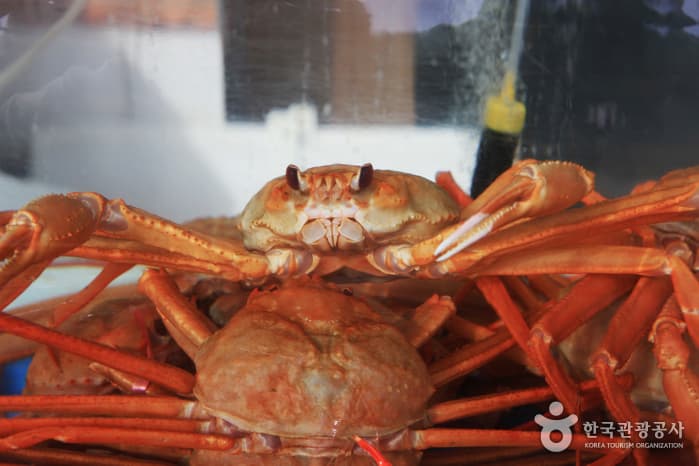 1303경북_영덕_대게36