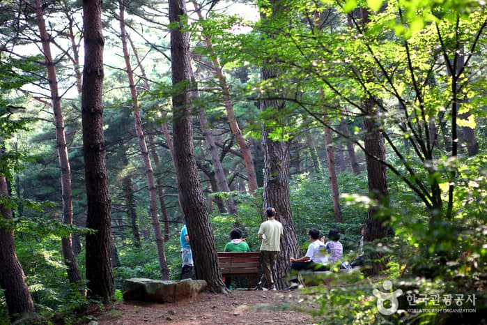 경북_영덕_금강송 숲이 주는 감동, 칠보산자연휴양림10