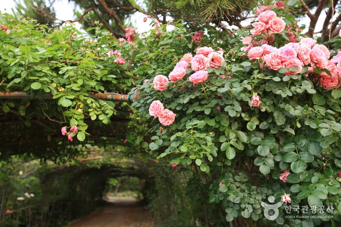 울산광역시_동구_울산테마식물수목원_023