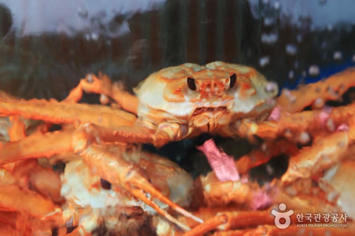 1303경북_영덕_대게38