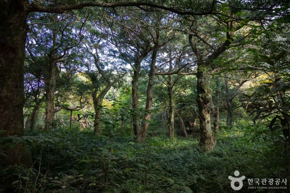 제주_비자림 (3)