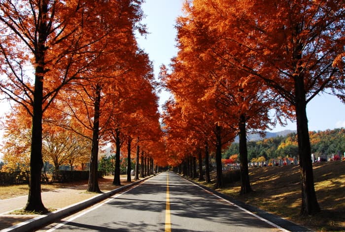 Daejeon National Cemetery Patrotic Footpath (국립대전현충원 보훈둘레길)