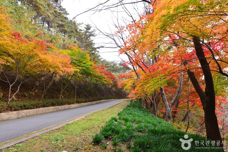 전남_화순_백아산자연휴양림 (4)