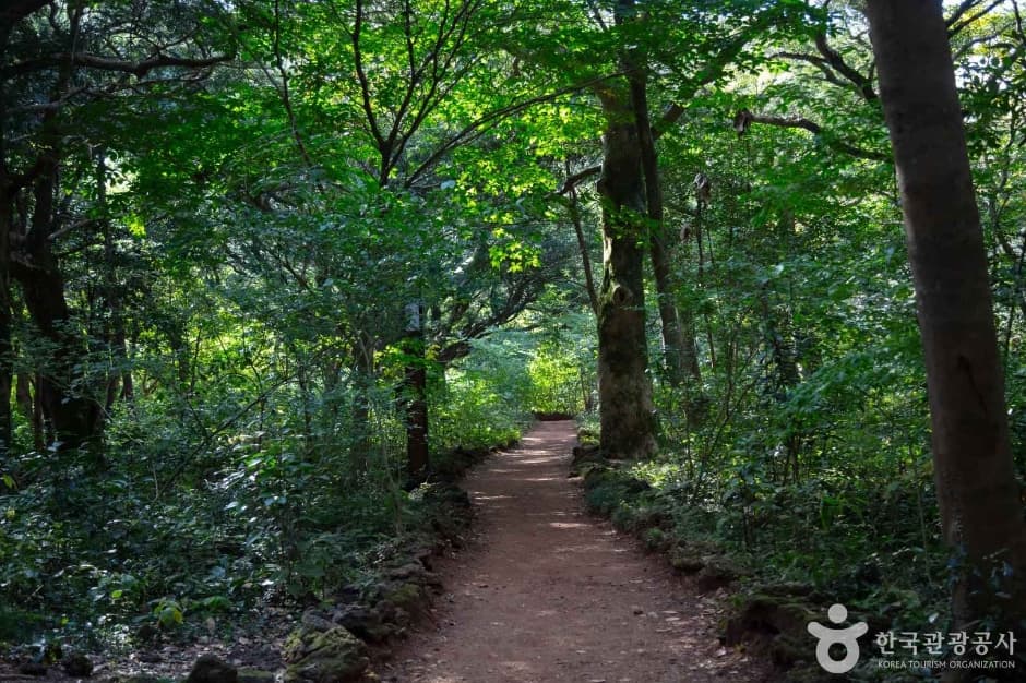 제주_비자림 (4)