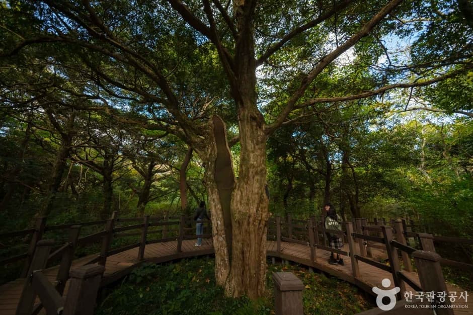 제주_비자림 (5)