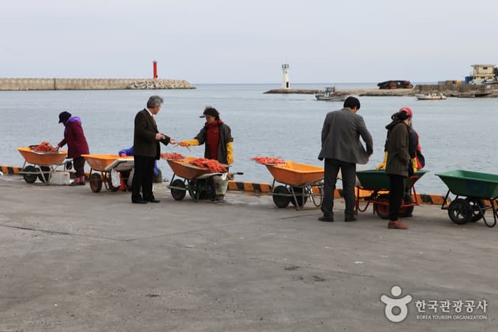 1303경북_영덕_대게41