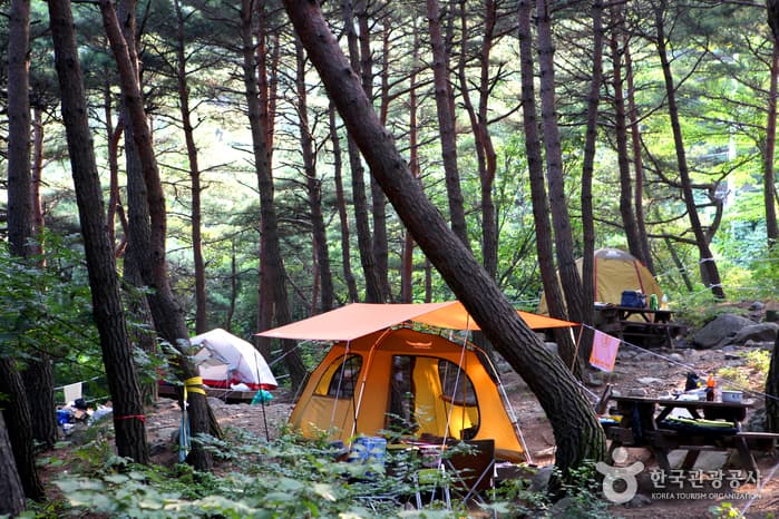 경북_영덕_금강송 숲이 주는 감동, 칠보산자연휴양림14