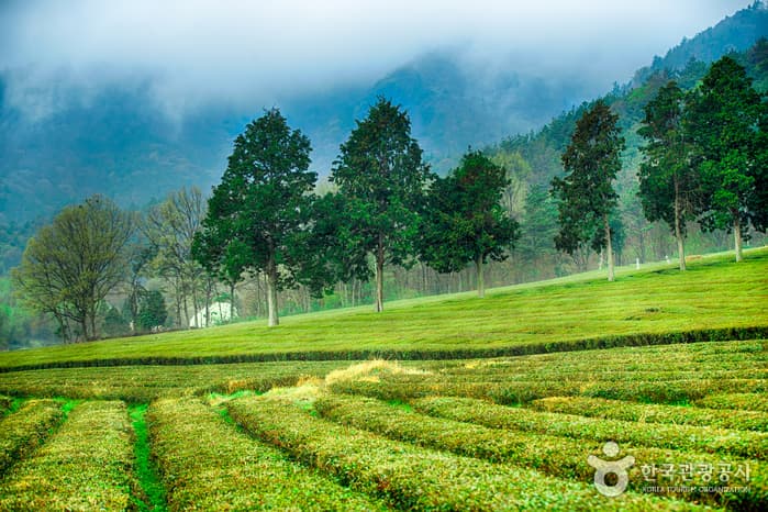 대한다원(보성다원)