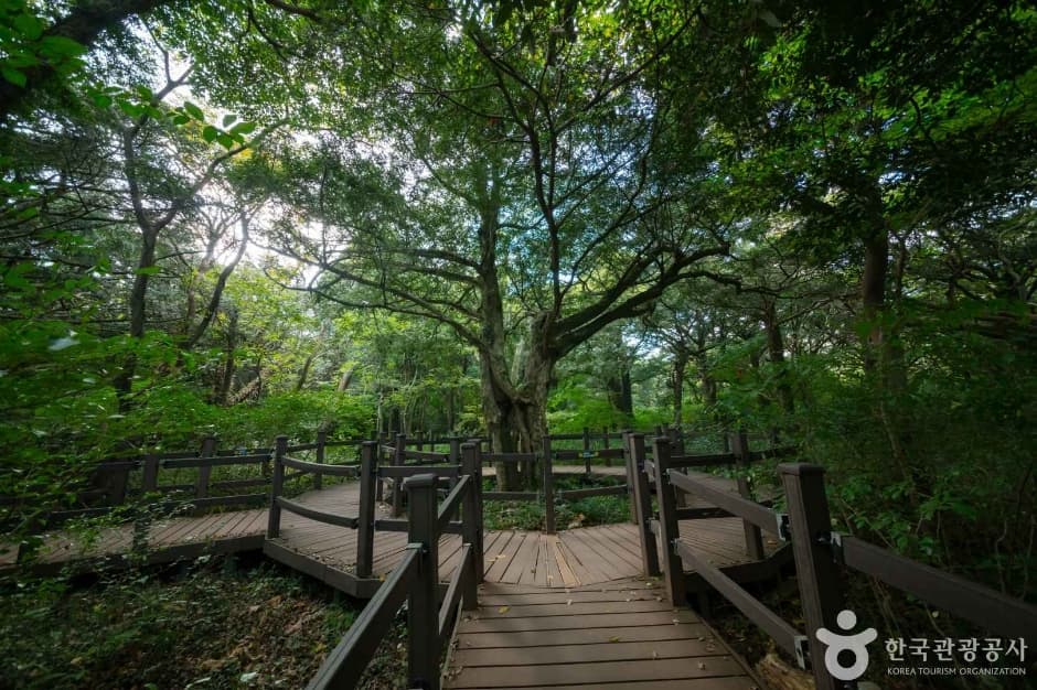 제주_비자림 (6)