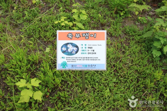 울산광역시_동구_울산테마식물수목원_026