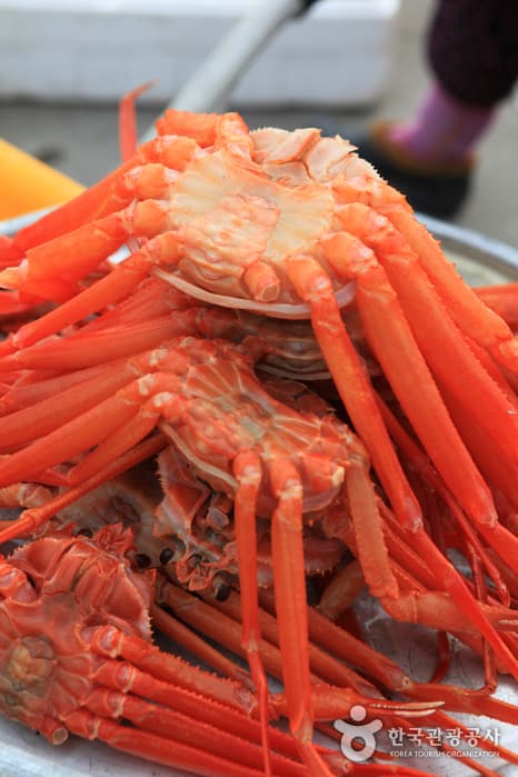 1303경북_영덕_대게42
