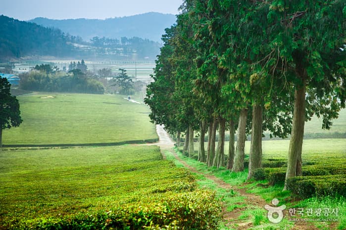 대한다원(보성다원)