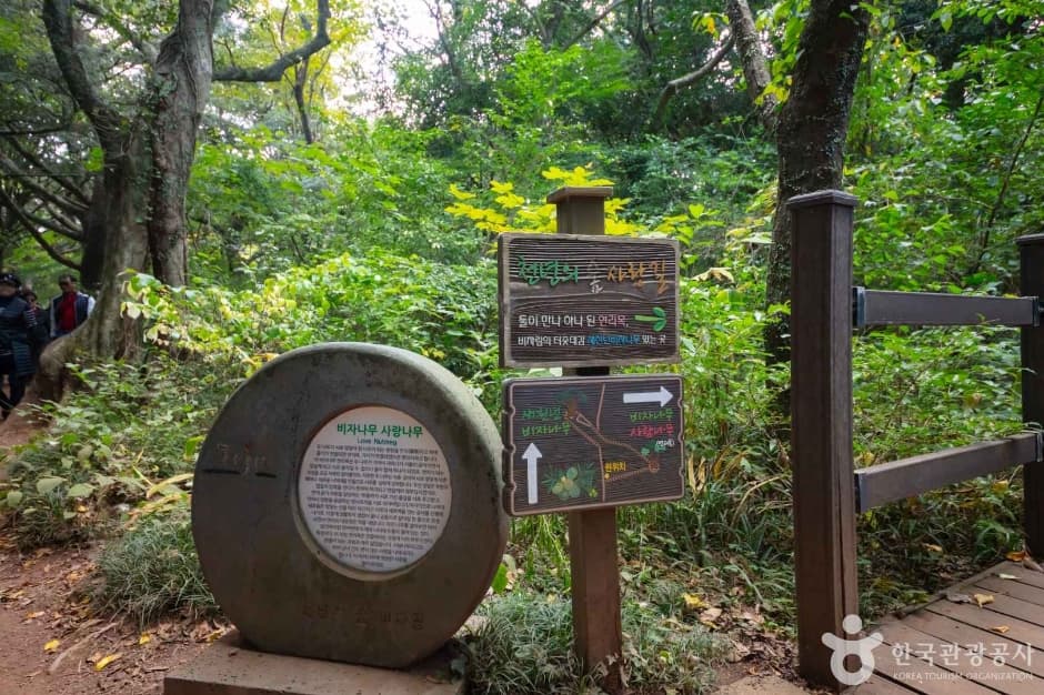 제주_비자림 (7)