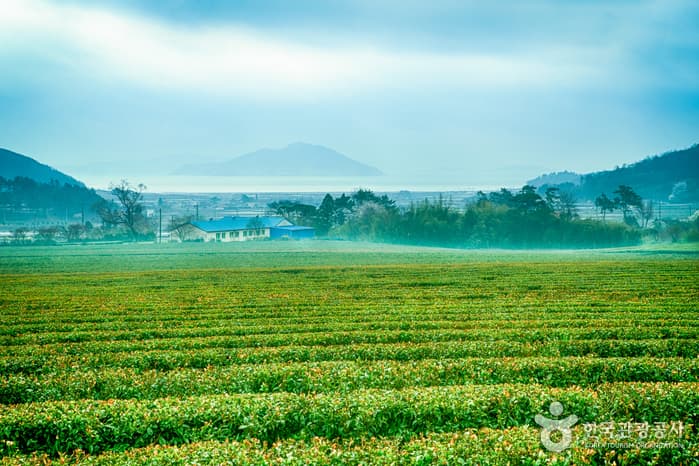 대한다원(보성다원)