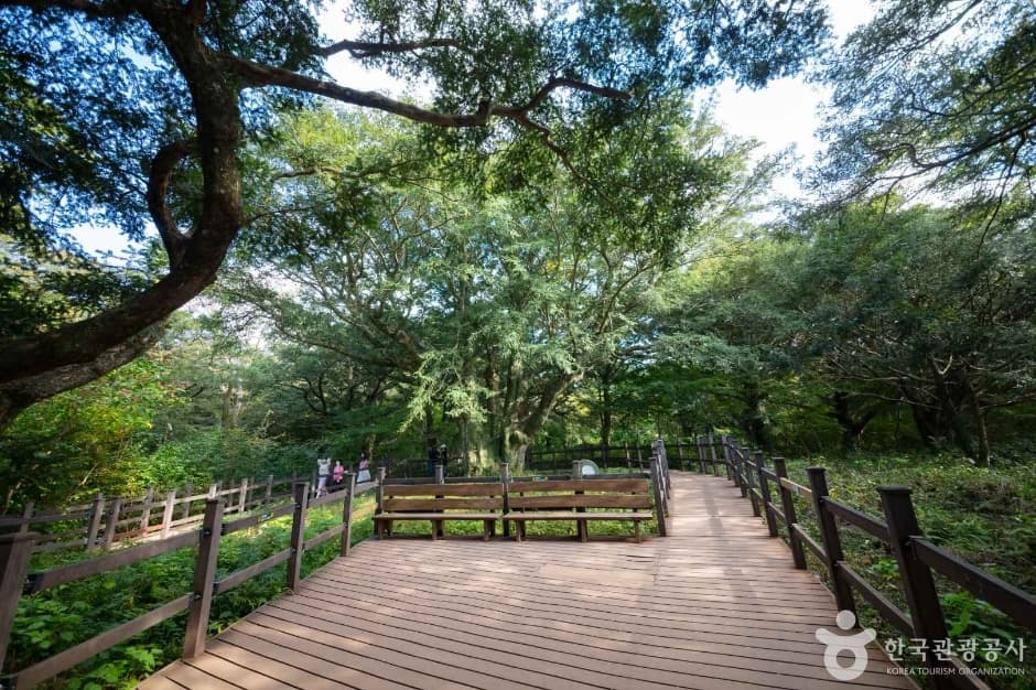 제주_비자림 (8)