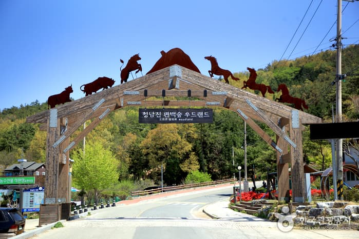 Jeongnamjin Cypress Forest Woodland (정남진 편백숲 우드랜드)