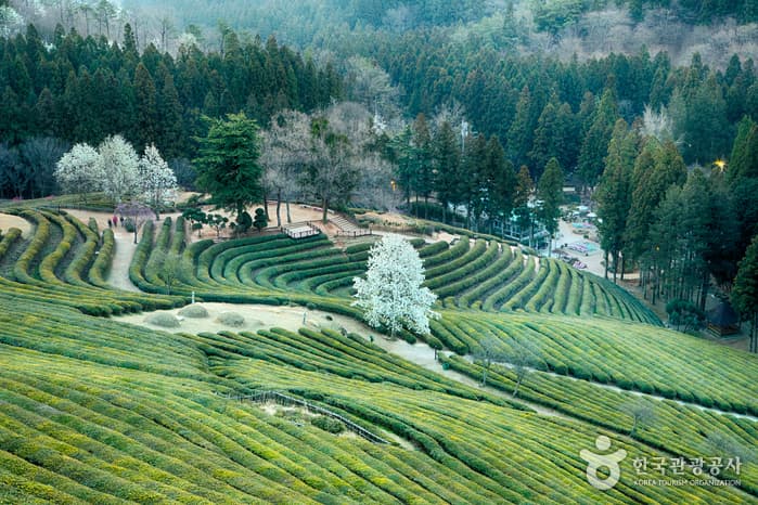 대한다원(보성다원)