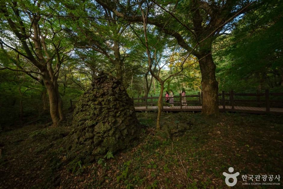 제주_비자림 (9)