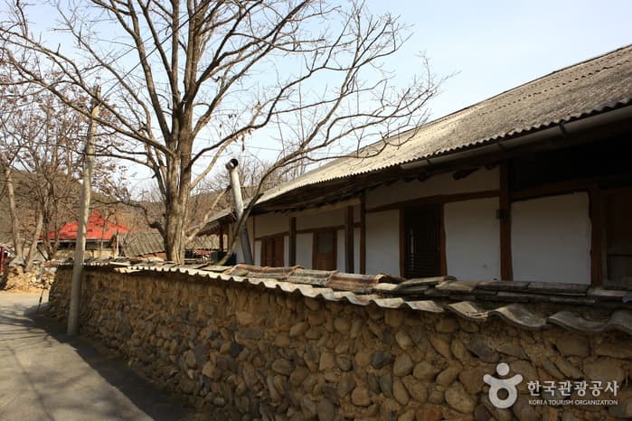 지전마을 돌담길_09