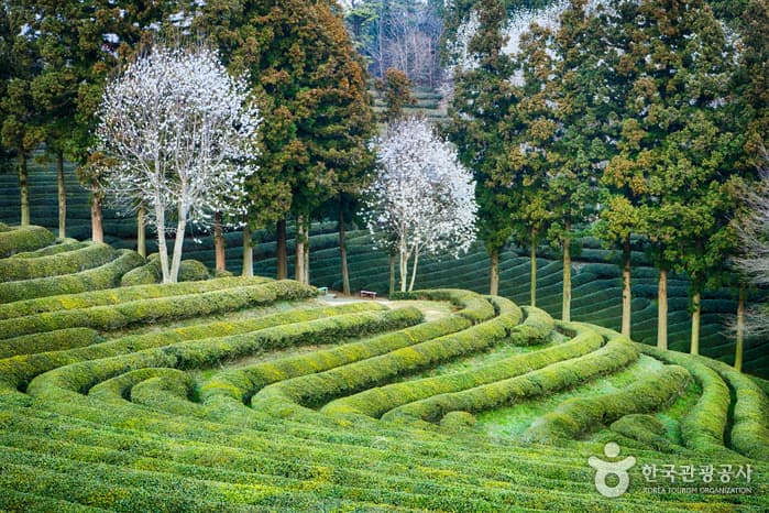 대한다원(보성다원)