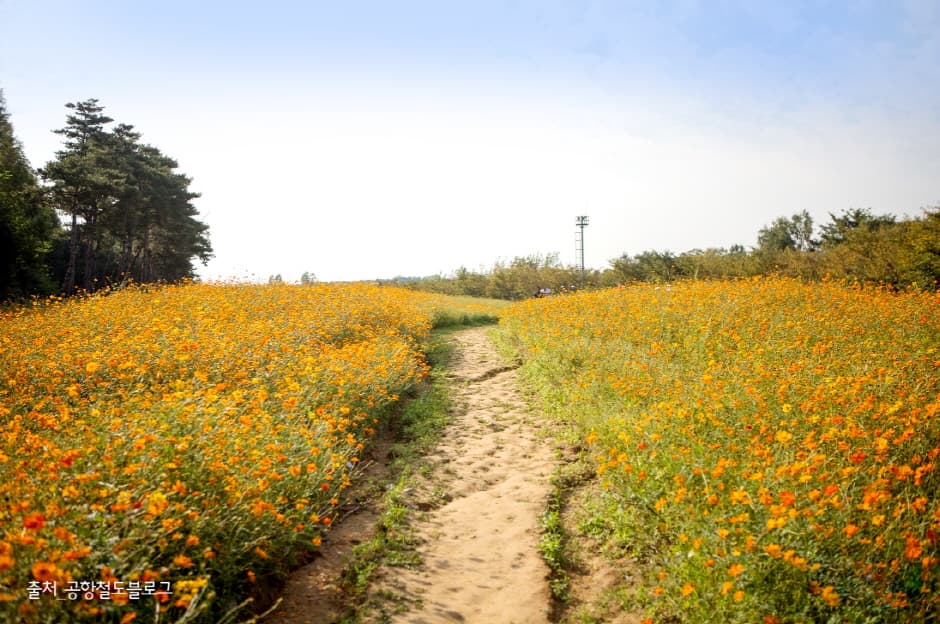 수도권 매립지 야생화단지 드림파크_2