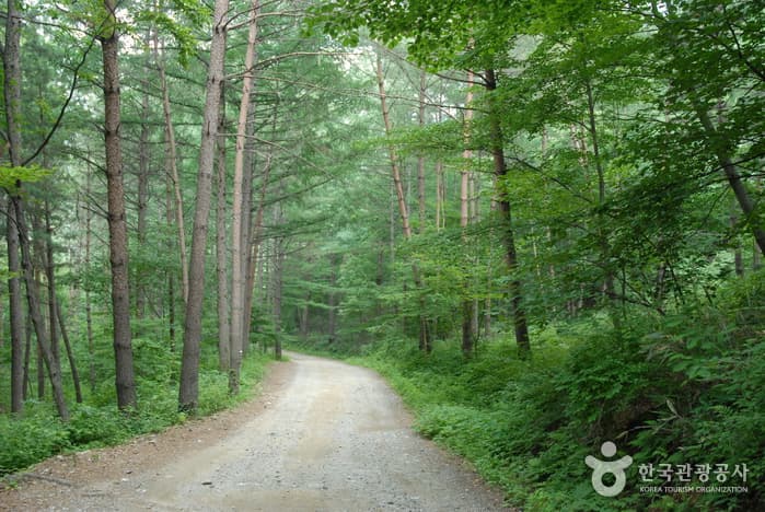 청옥산자연휴양림_02