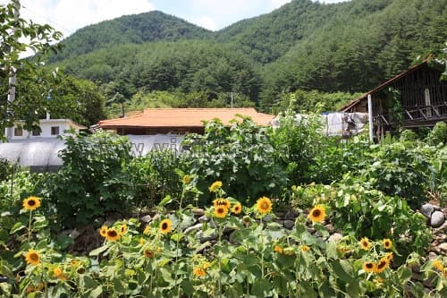 강원도_삼척시_삼척 덕풍계곡마을_018