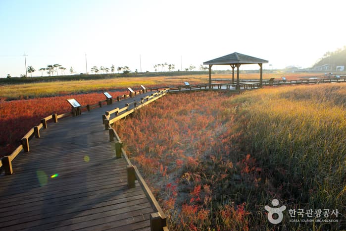 Taepyeong Yeomsaeng Botanical Garden (태평염생식물원)