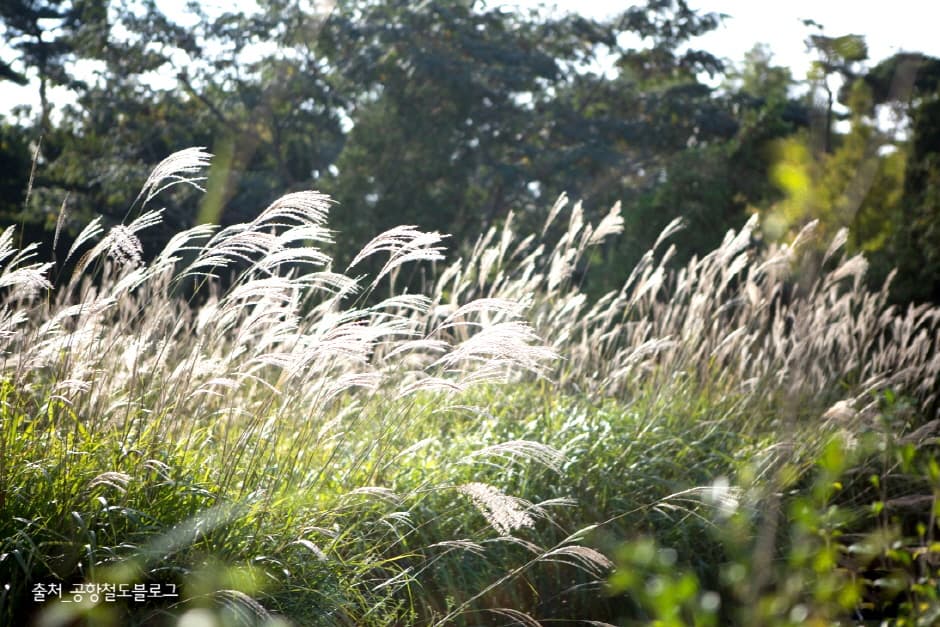 수도권 매립지 야생화단지 드림파크_4