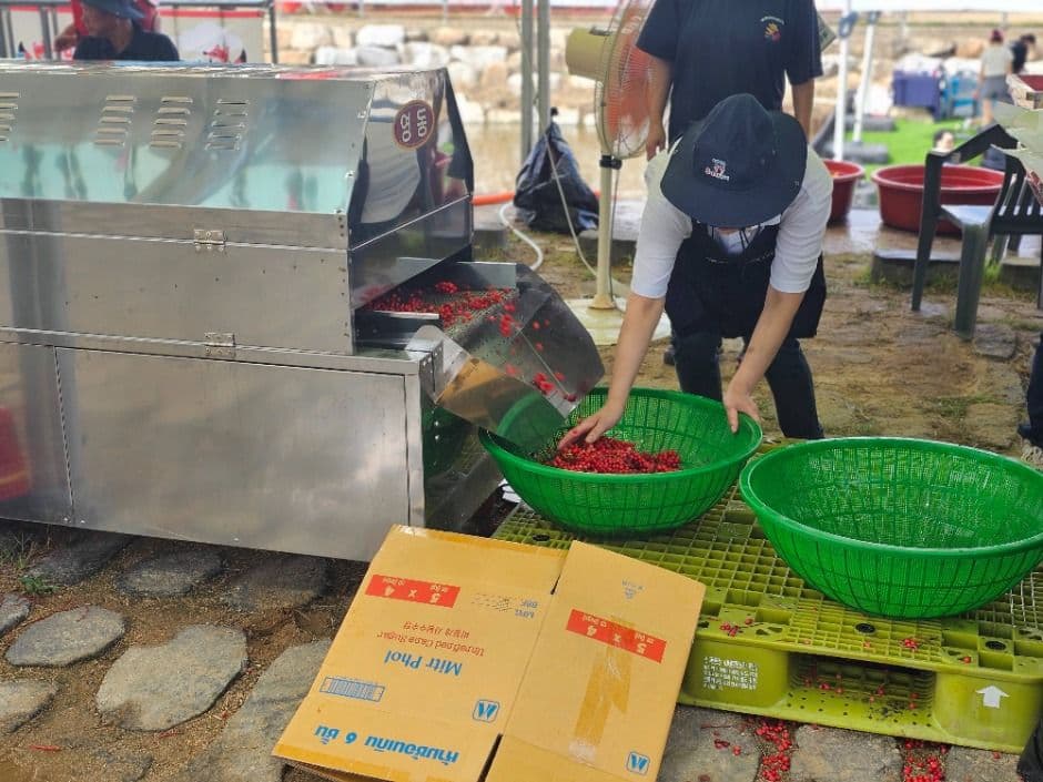 2025 문경오미자축제 8