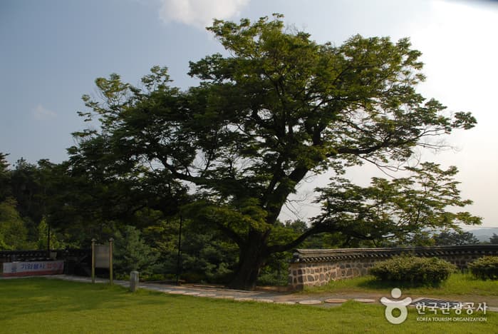 비암사 느티나무
