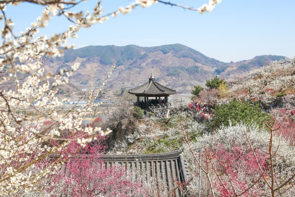 2024 광양 매화축제 2