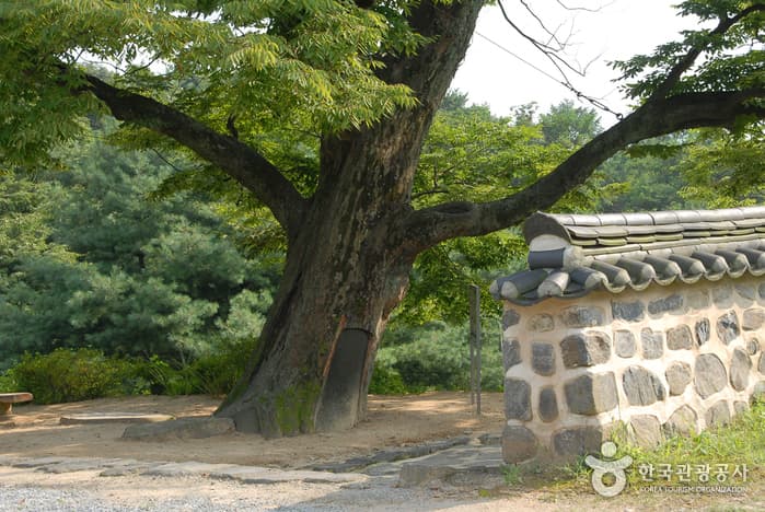 비암사 느티나무
