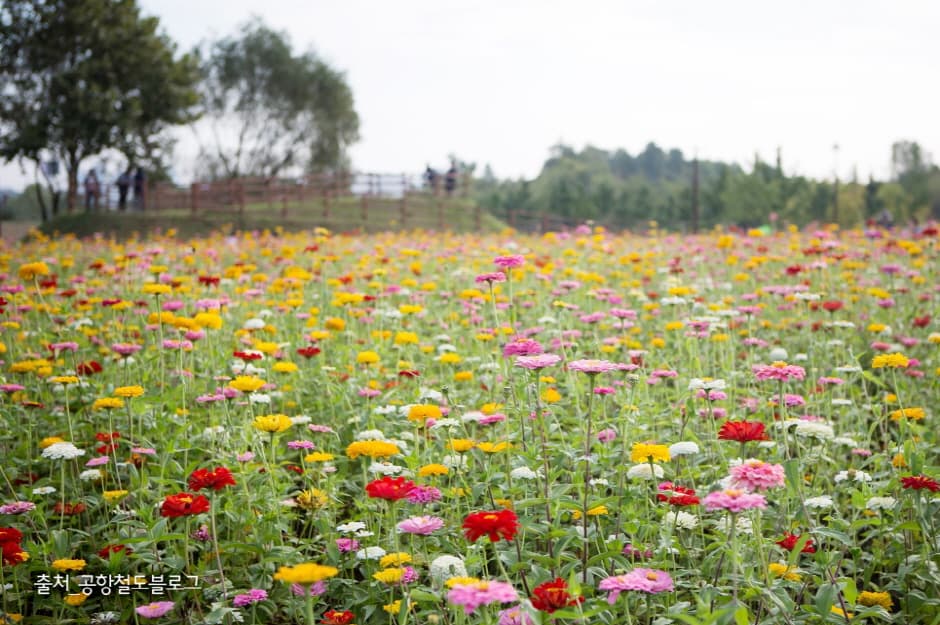 수도권 매립지 야생화단지 드림파크_6