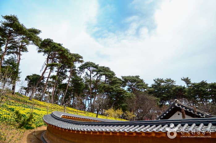 충남_서산_노란 봄이 손짓하는 서산 유기방가옥_05