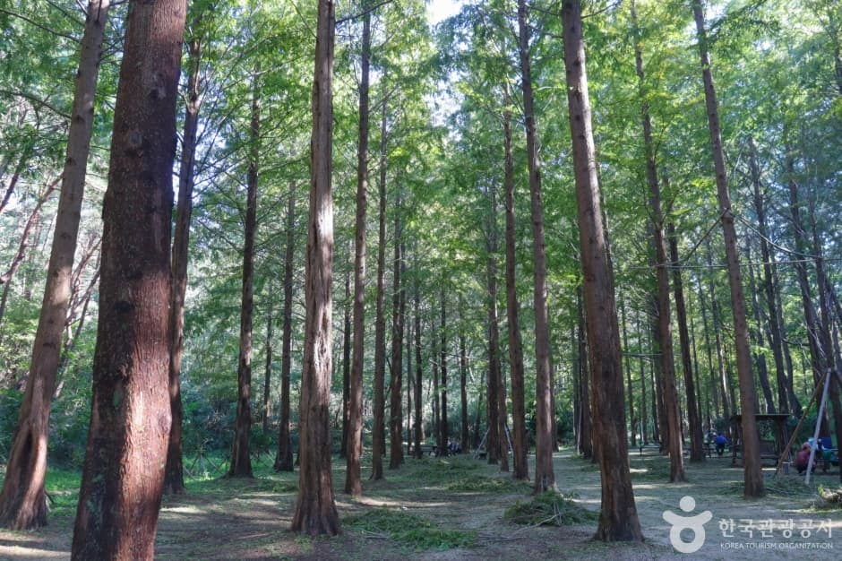 울산대공원 메타세쿼이아길(10)