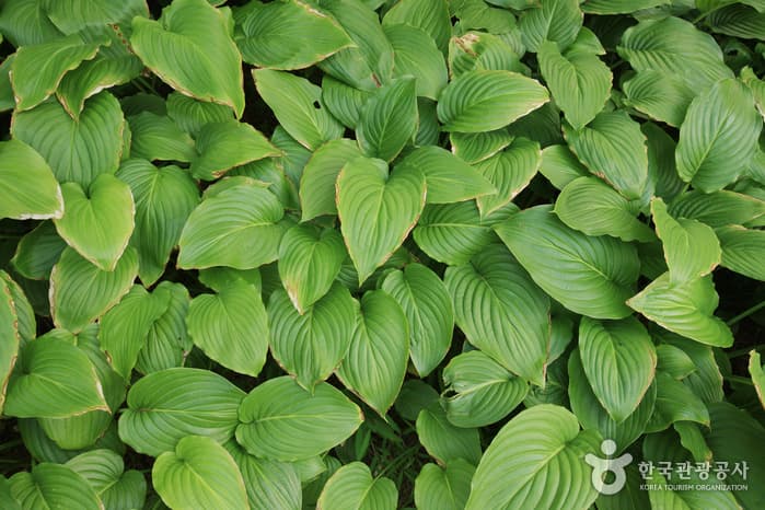 울산광역시_동구_울산테마식물수목원_037