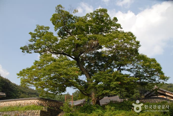 비암사 느티나무