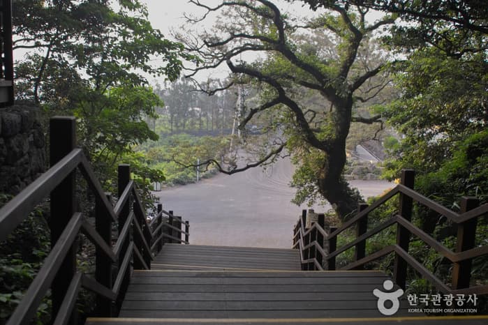 납읍난대림지대(금산공원)_04