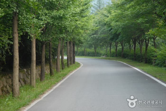 고산자연휴양림_13