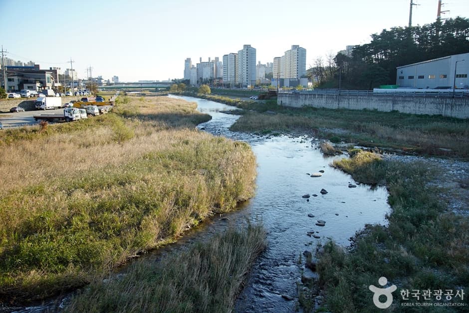 남대천(강릉) (10)