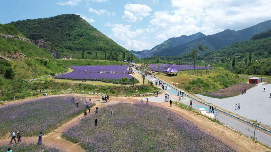 Mureung Byeolyucheonji Lavender Festival (무릉별유천지 라벤더축제)