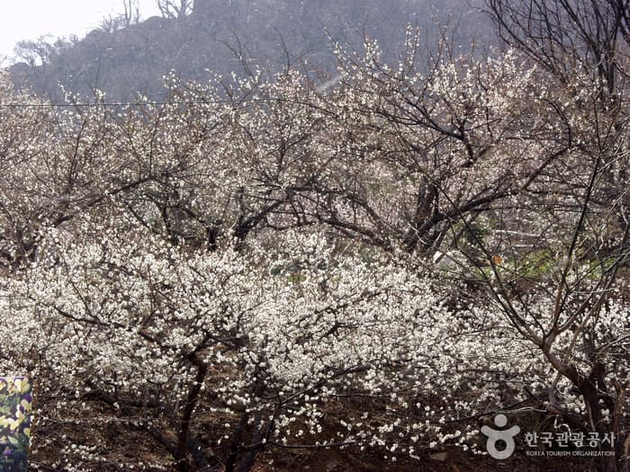 청매실농원(매화축제)_05