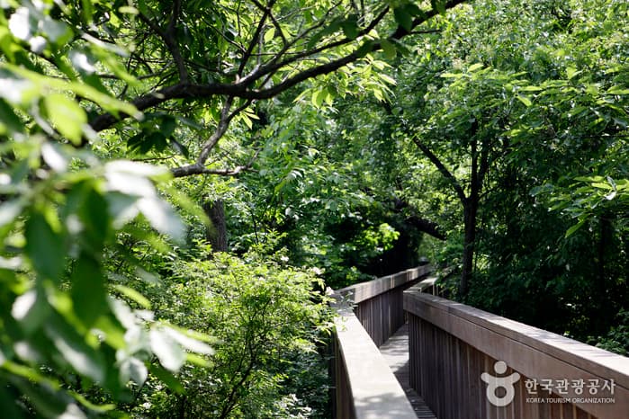 전북_고창_선운산 숲길에서 숨은 꽃을 만나다18