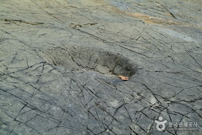 공룡발자국화석_03