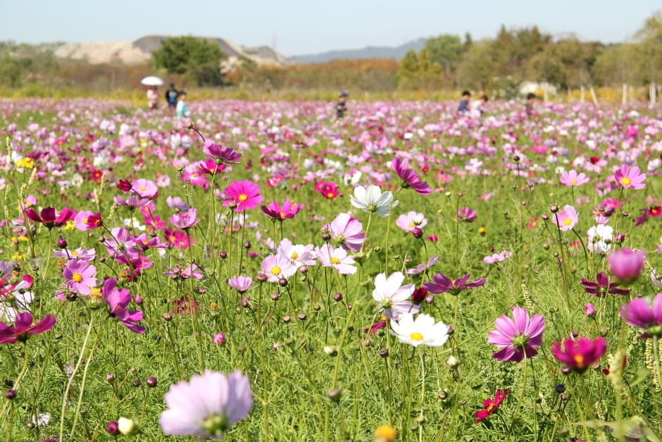 수도권 매립지 야생화단지 드림파크_8