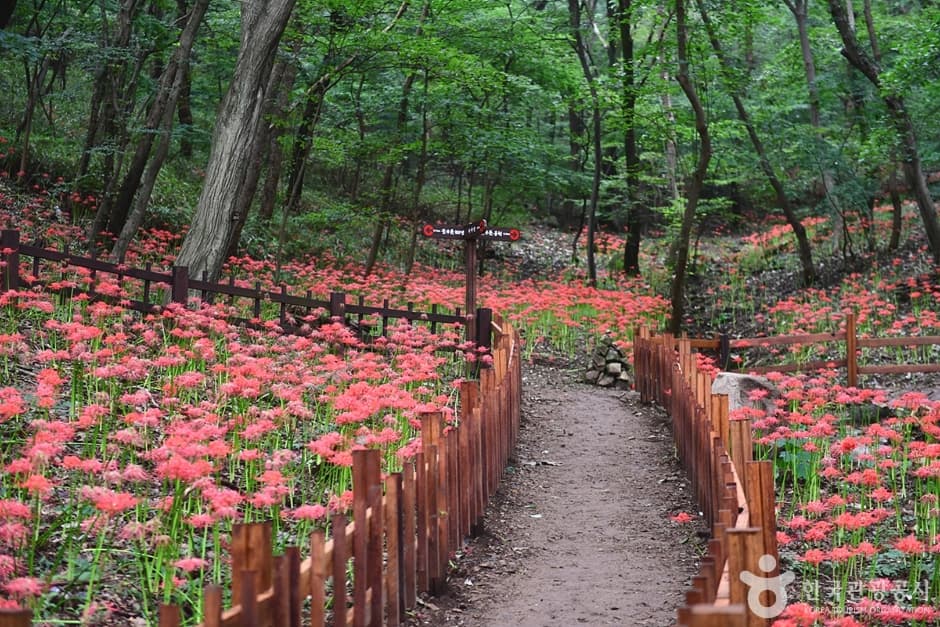 전남_함평_용천사꽃무릇공원 (6)