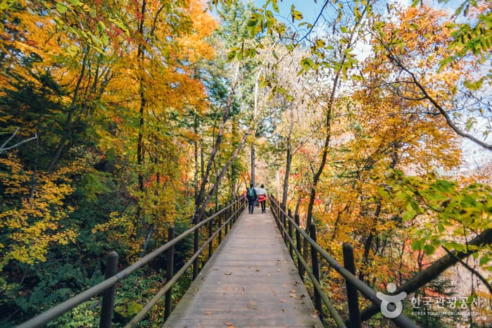 한국관광공사 추천 11월 걷기여행길_오대산 선재길 월정사 전나무 숲길_03